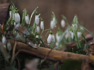 Spring in the forest