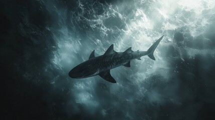 Fototapeta premium Tiger shark swimming in dark ocean water.