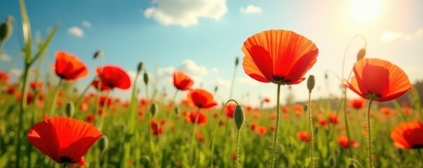 Obraz premium Vibrant red poppies bloom in a sun-drenched summer meadow , scenery, red, nature