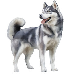 Obraz premium A beautiful Alusky dog in watercolor style, full body visible, soft blended colors, artistic brush strokes, white background