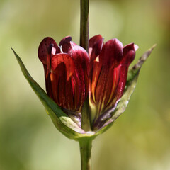Purple gentian ( gentiana purpurea ) with opening blossoms in summer, Austrian Alps