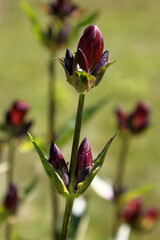Purple gentian flower ( gentiana purpurea ) with opening buds growing on a mountain meadow in the austrian Alps