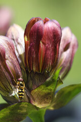 A Scaeva selenitica hoverfly sitting on a Purple gentian ( gentiana purpurea ) blossom in the Austrian Alps