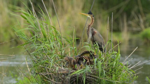 Purpurreiher (Ardea purpurea), mit Jungen im Nest, Deutschland