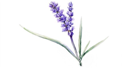 Naklejka premium Watercolor illustration of a delicate lavender flower