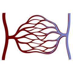capillary bed colored icon
