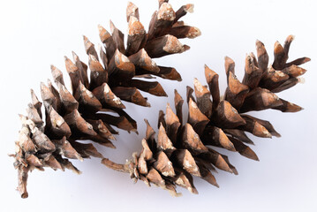 Two Pine Cones From Nature