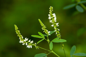 closeup of white sweet clover wildflower