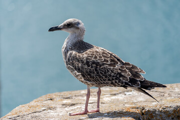 Vogel auf Mauer auf der Insel Elba