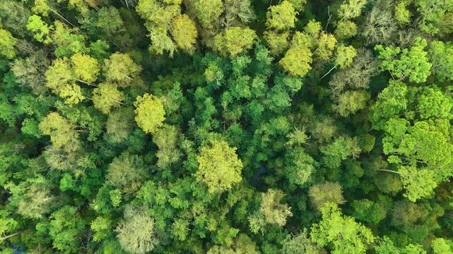 Drone video forest below bright green trees vibrant colorful swamp plants