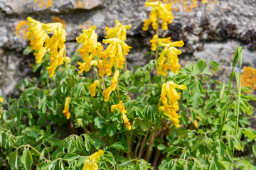 Yellow corydalis (pseudofumaria lutea) flowers in bloom