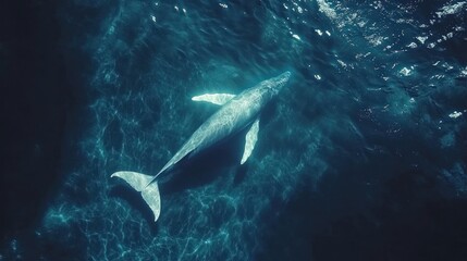 Humpback whale swimming in ocean, aerial view.