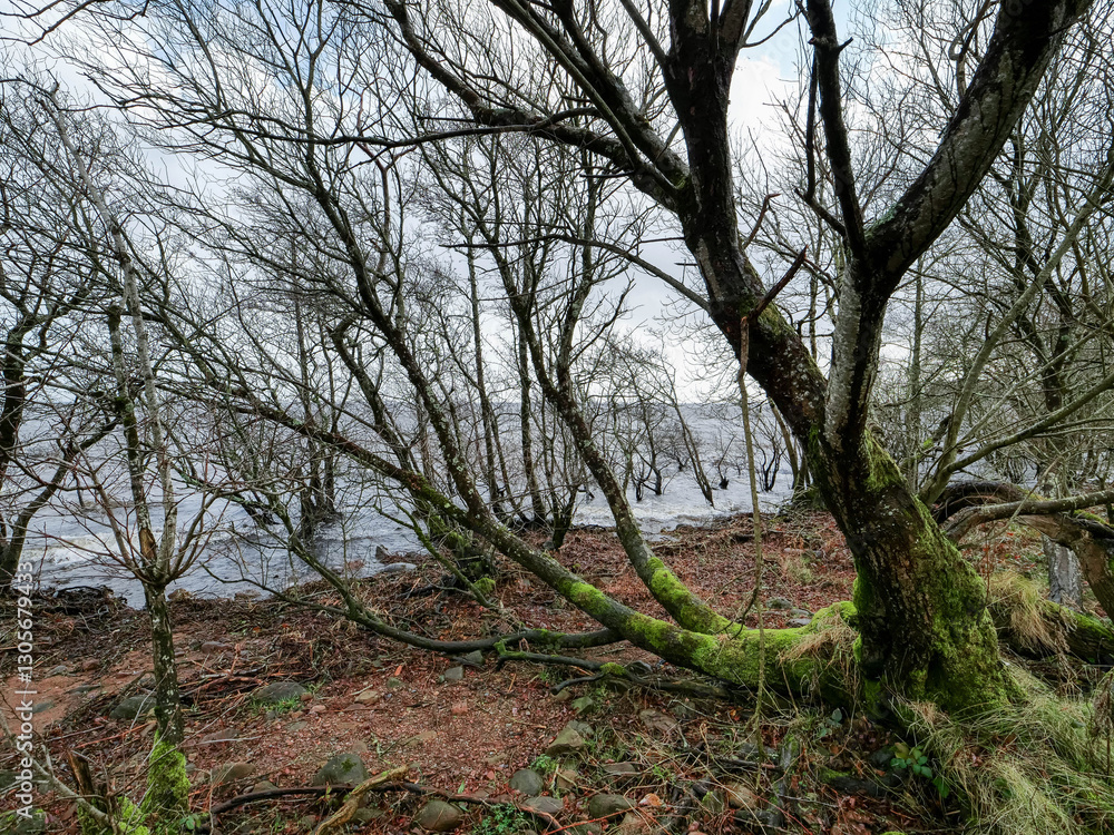 Wall mural a tree with moss growing on it is surrounded by a forest. the sky is cloudy and the water in the bac