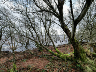 A tree with moss growing on it is surrounded by a forest. The sky is cloudy and the water in the background is calm. Nobody. Calm and relaxed mood. Nature shape and colors