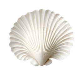 Elegant white shell displayed outdoors. Isolated on transparent background, png.