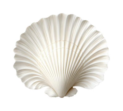 Elegant white shell displayed outdoors. Isolated on transparent background, png.