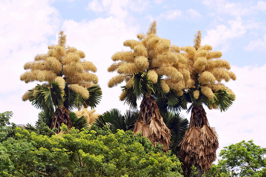 Flowering of the Talipot palm (Corypha umbraculifera) at Aterro do Flamengo, Rio de Janeiro, Brazil. The palm only flowers once in its life, about fifty years after being planted.