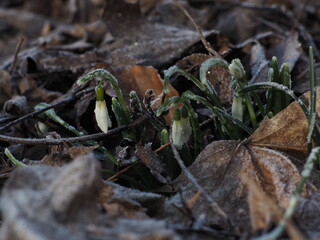 Frozen snowdrops in the february forest