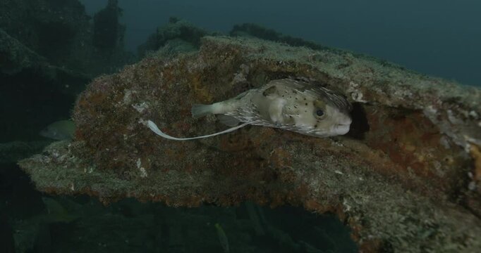 A porcupinefish (Diodon hystrix) rests inside a shipwreck, with a long white filament trailing from its anus. This unusual feature could indicate a parasitic infection or digestive issue.