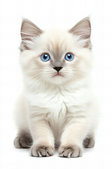 Fluffy ragdoll cat with blue eyes lying on a white background, relaxed and playful, with soft long fur and a luxurious coat, ideal for pet-related advertisements, cat care promotions, or feline lovers