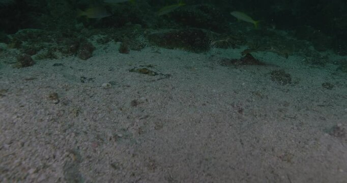 Two stingrays (Dasyatidae) slowly rise from their sandy hiding spots, shaking off debris as they reveal their eyes and wing-like fins. Their natural camouflage blends with the ocean floor.