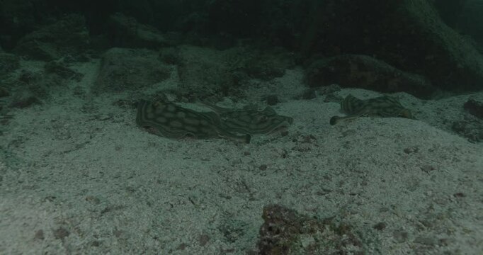 Underwater view of three Torpedo Ray (Torpedinidae family) resting on the seabed. Its body shows the typical rounded fins and mottled pattern. Check my portfolio for more electric ray footage.