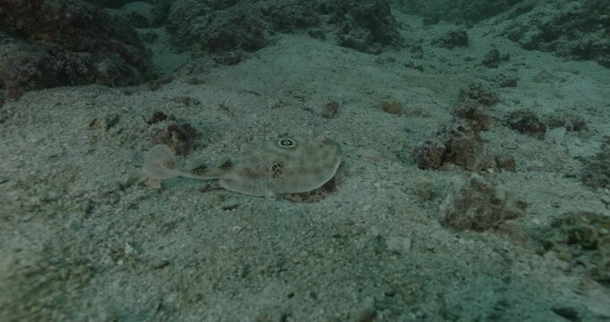 A ray glides slowly over the sandy seabed, using its wide pectoral fins to propel itself gracefully. A fascinating bottom-dweller adapted to benthic life.