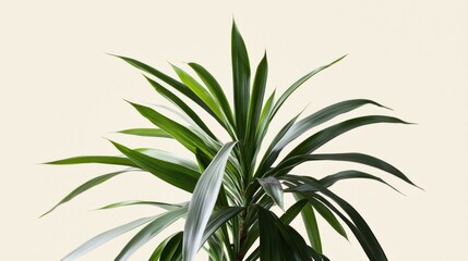 Fototapeta premium Lush green plant with long, slender leaves against a beige background.