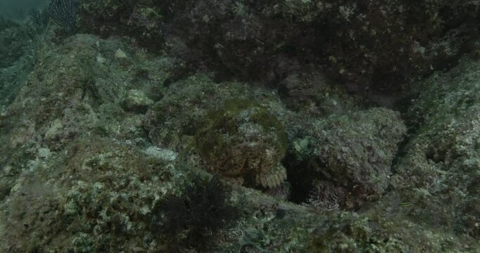 A well-camouflaged scorpionfish lies motionless on the sandy seafloor, nearly invisible. It waits for prey to pass close enough to strike. Underwater shot. Check my portfolio for more scorpionfish foo