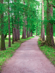 Path through a forest with trees on both sides
