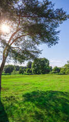 Fototapeta premium Tree casts a shadow on a grassy field