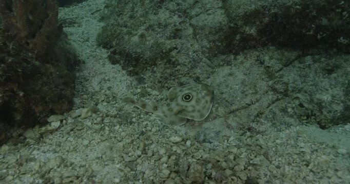 Underwater view of a Torpedo Ray (Torpedinidae family) resting on the seabed. Its body shows the typical rounded fins and mottled pattern. Check my portfolio for more electric ray footage.
