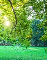 Naklejka premium Tree with a branch that is casting a shadow on the grass