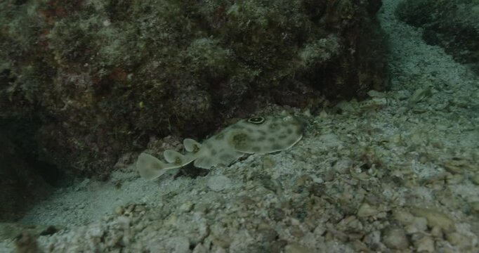 Underwater view of a Torpedo Ray (Torpedinidae family) resting on the seabed. Its body shows the typical rounded fins and mottled pattern. Check my portfolio for more electric ray footage.