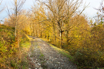 Path through a forest with trees in autumn