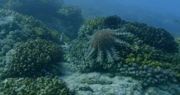 A crown-of-thorns starfish (Acanthaster planci) clings to coral while feeding, its venomous spines extended.