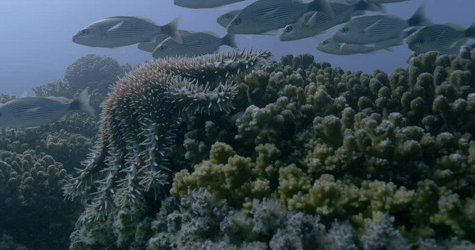 A crown-of-thorns starfish (Acanthaster planci) spreads its spiny arms over a coral colony, feeding on the living reef. Fish swim nearby.