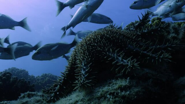 A crown-of-thorns starfish (Acanthaster planci) feeds on coral, its venomous spines visible. A school of fish swims in the background.