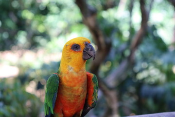 This is a beautiful bird called the true Jandaia. It is known by other names, such as the northeastern parakeet and jandaia.


