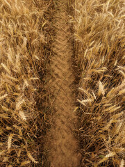 Dirt road cutting through golden wheat field in czech republic