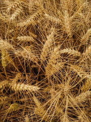 Golden wheat field growing in kokorin, czechia