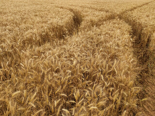 Tracks crossing a golden wheat field in czech republic