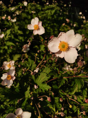 Japanese anemone blooming in pruhonice, czech republic