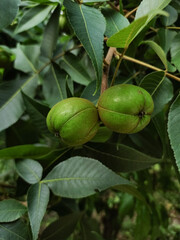 Two green nuts growing on a tree branch in czech republic in pruhonice