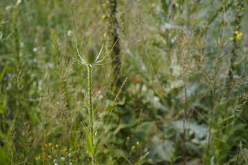 macro image of wild teasel plant in a wild meadow