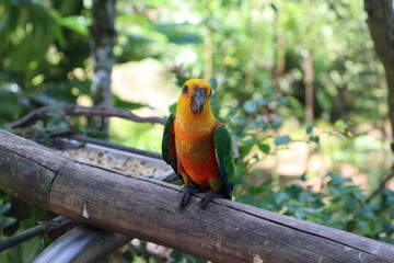 This is a beautiful bird called the true Jandaia. It is known by other names, such as the northeastern parakeet and jandaia.

