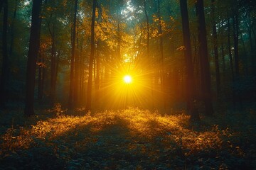 Obraz premium Sunlight filters through trees in a serene forest during golden hour
