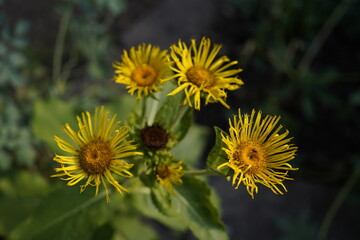 natural image of a group of iluna (inula magnifica) flowers