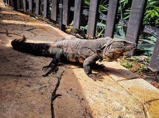 Black spiny-tailed iguana basking on stone pathway
