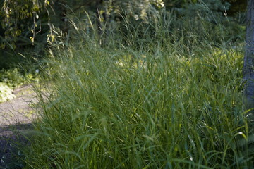 natural image of Diarrhena japonica grass